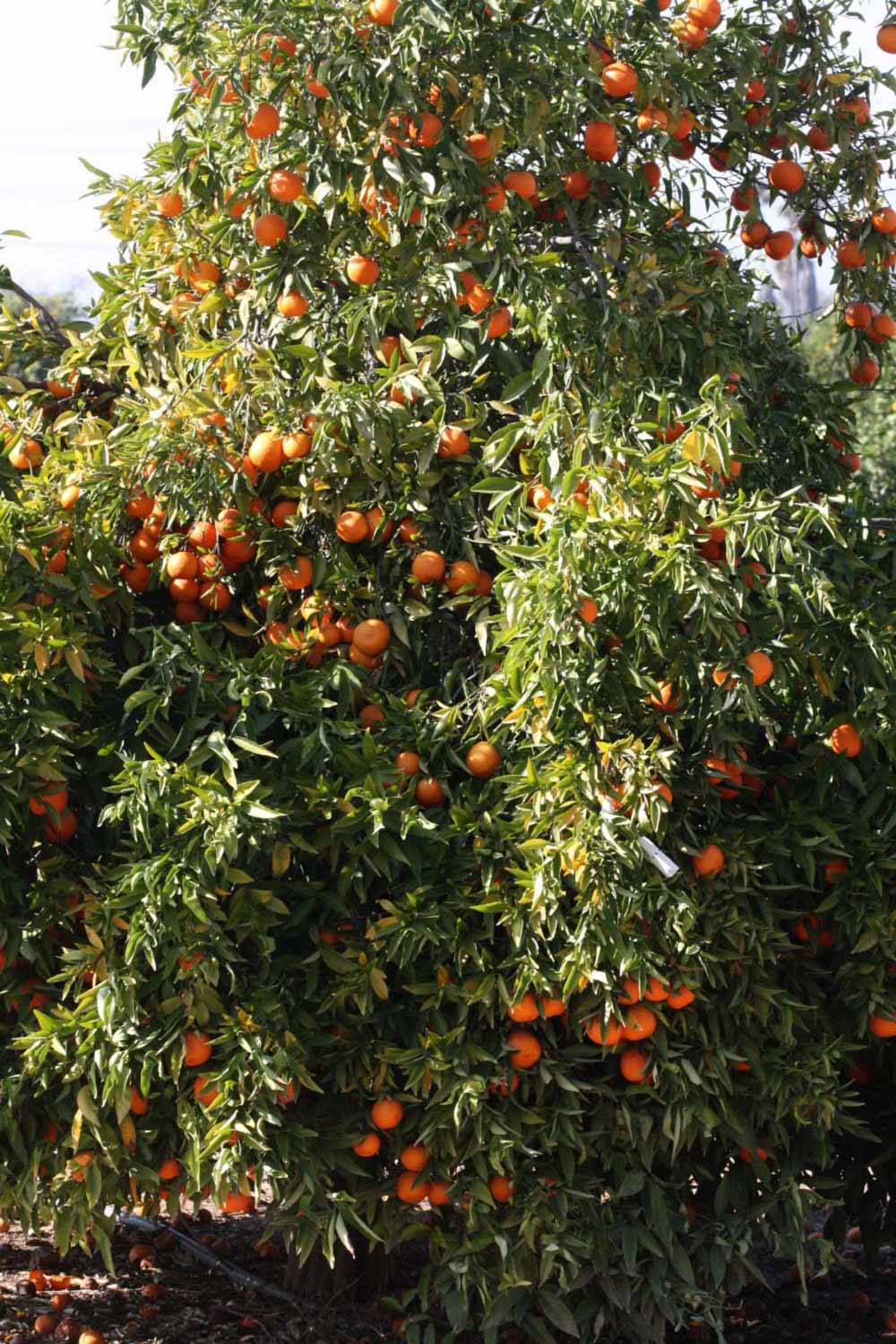              Habit (SRA 92, Riverside, CA)       